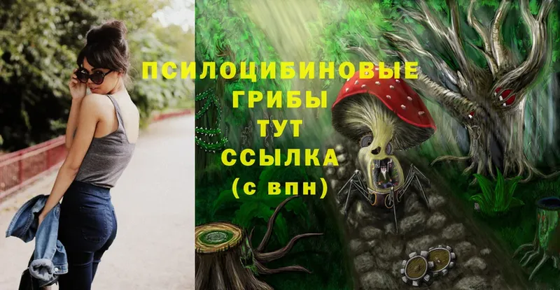 купить   Верхний Уфалей  Псилоцибиновые грибы Cubensis 